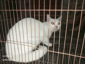 ৬-১২ মাস বয়সী মাদী পিউরব্রেড পার্সিয়ান