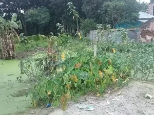নওহাটা পশু হাসপাতালের পাশের জমি বিক্রি হবে।