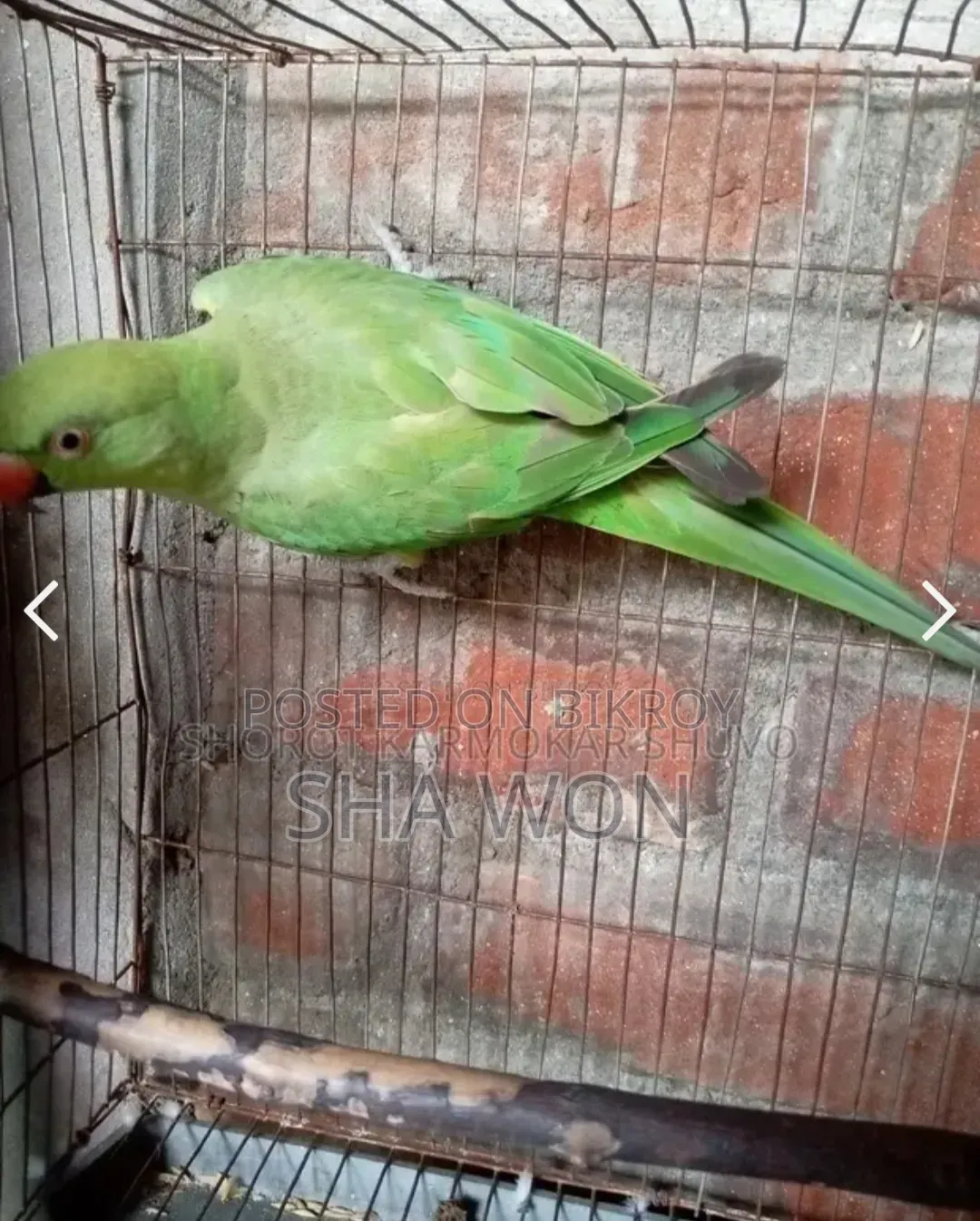 A male Tia bird will be sold, message if you want to take it