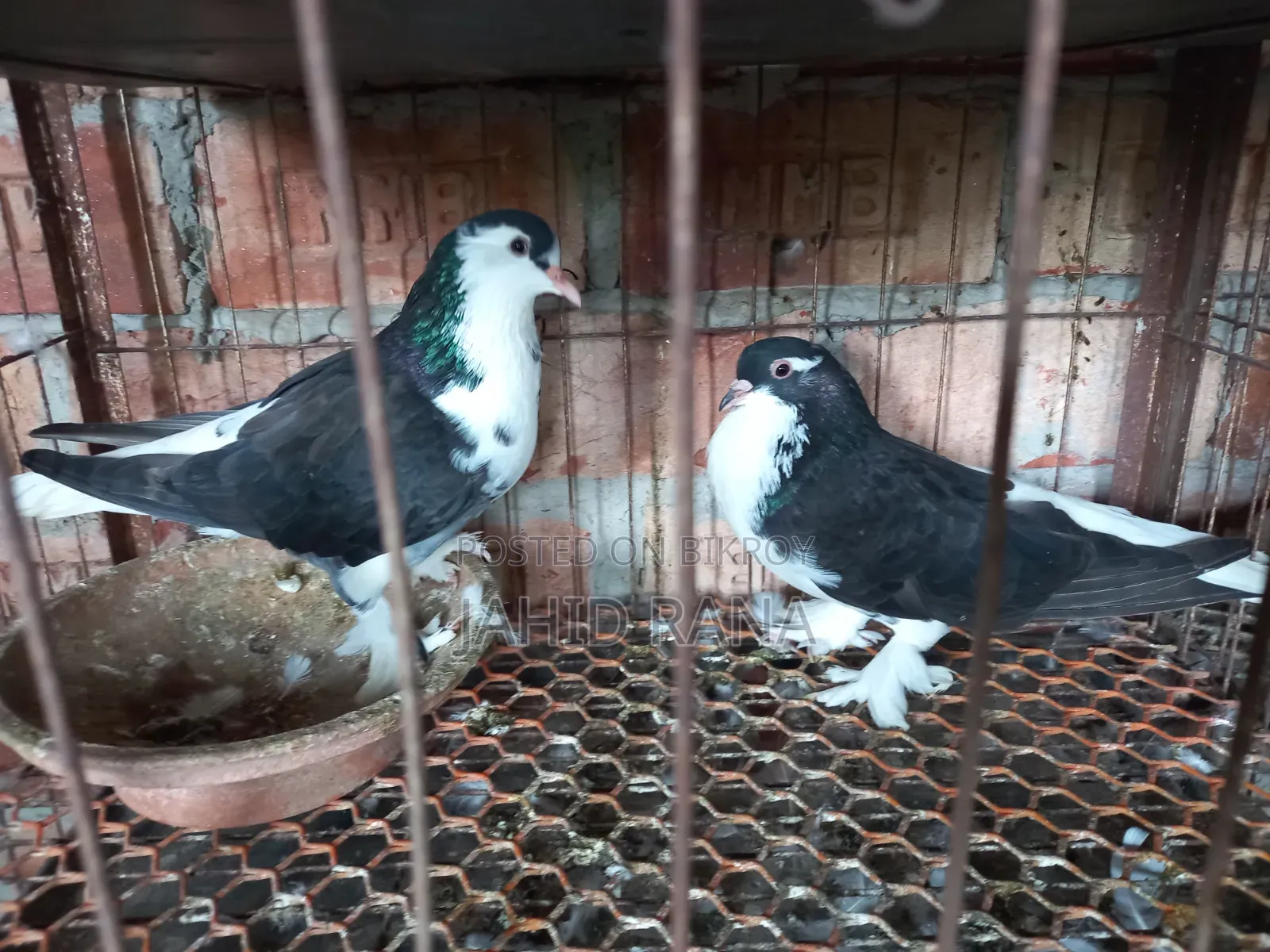 কালো সিরাজী ও সোয়া চন্দন কবুতর বিক্রি করা হবে।