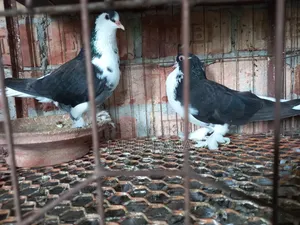 কালো সিরাজী ও সোয়া চন্দন কবুতর বিক্রি করা হবে।