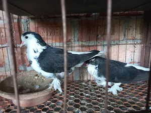 কালো সিরাজী ও সোয়া চন্দন কবুতর বিক্রি করা হবে।
