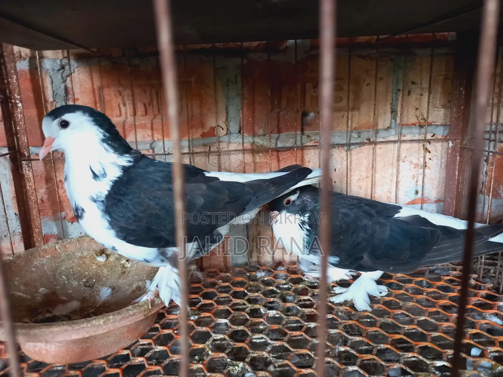 কালো সিরাজী ও সোয়া চন্দন কবুতর বিক্রি করা হবে।