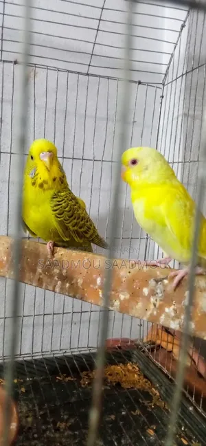 English Budgerigar