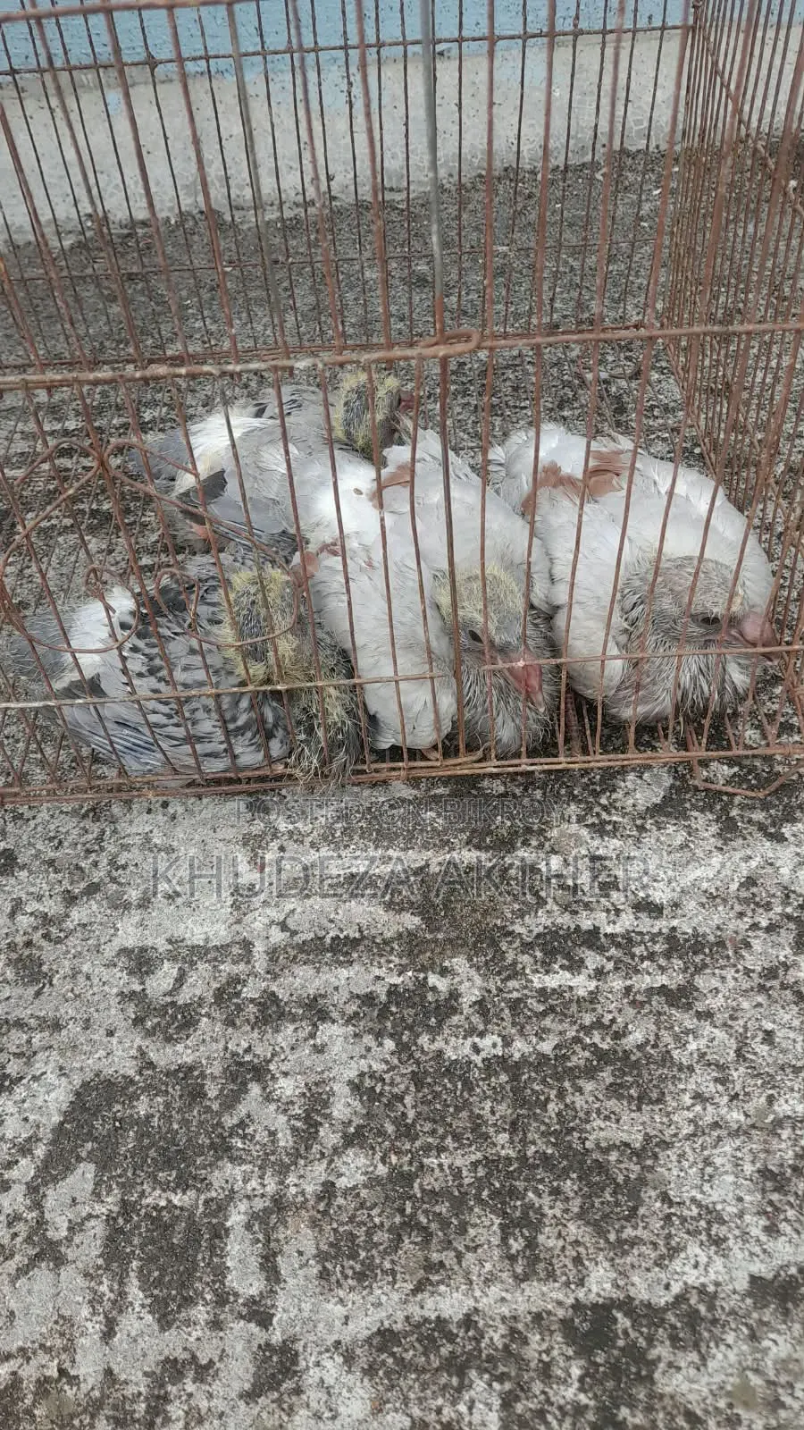 বেবি রেইসার কবুতর বিক্রি করা হবে