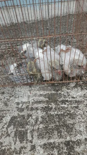 বেবি রেইসার কবুতর বিক্রি করা হবে