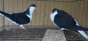 সিরাজী কবুতর এক জোড়া
