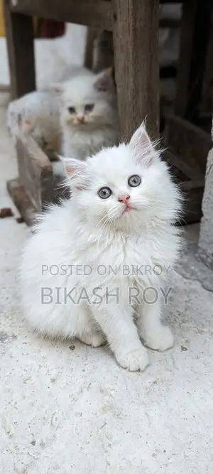 1-3 months Female Purebred Persian