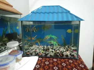 মাছের একুরিয়াম