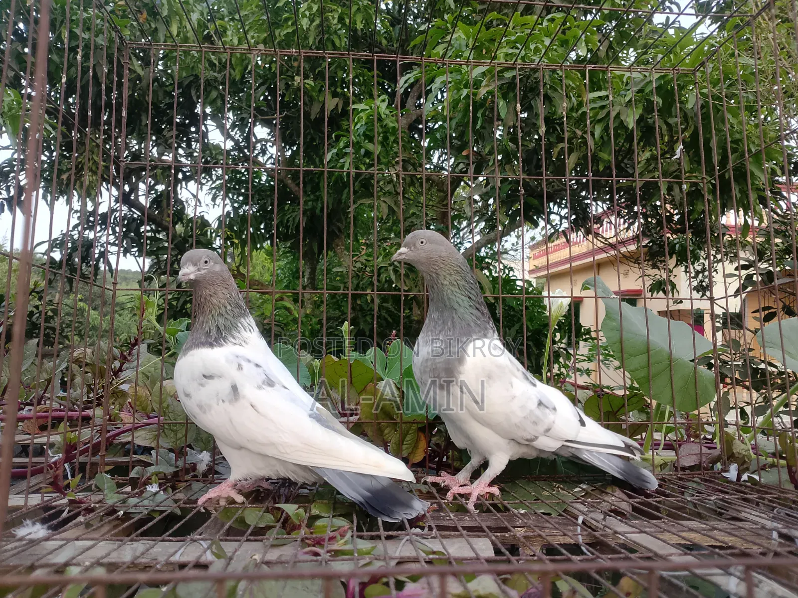 খয়রা গলা জোড়া