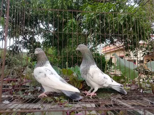 খয়রা গলা জোড়া