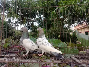 খয়রা গলা জোড়া