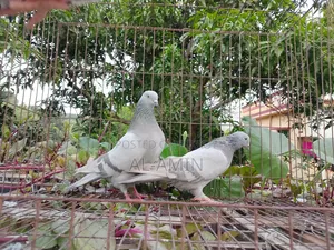 সুরমা খাক্কি