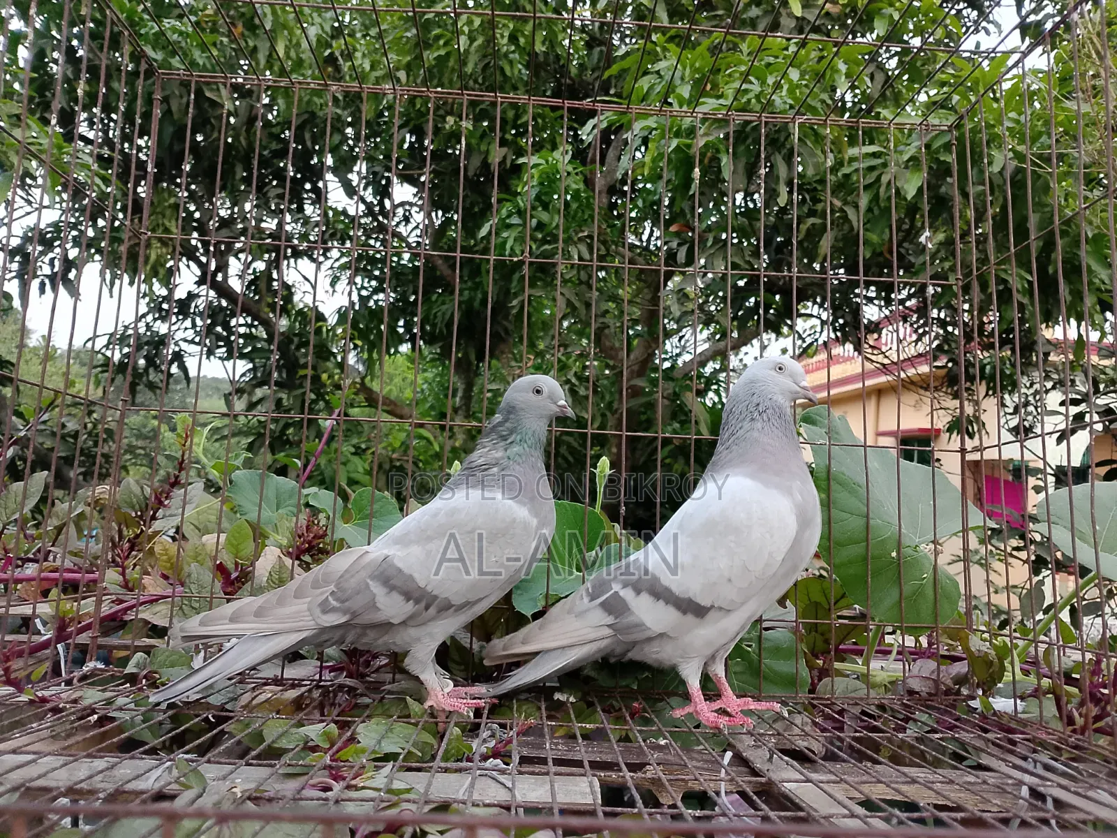 সুরমা খাক্কি