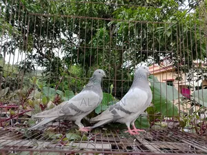 সুরমা খাক্কি