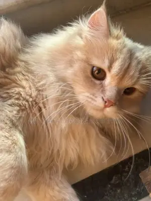 3-6 months Male Purebred Persian