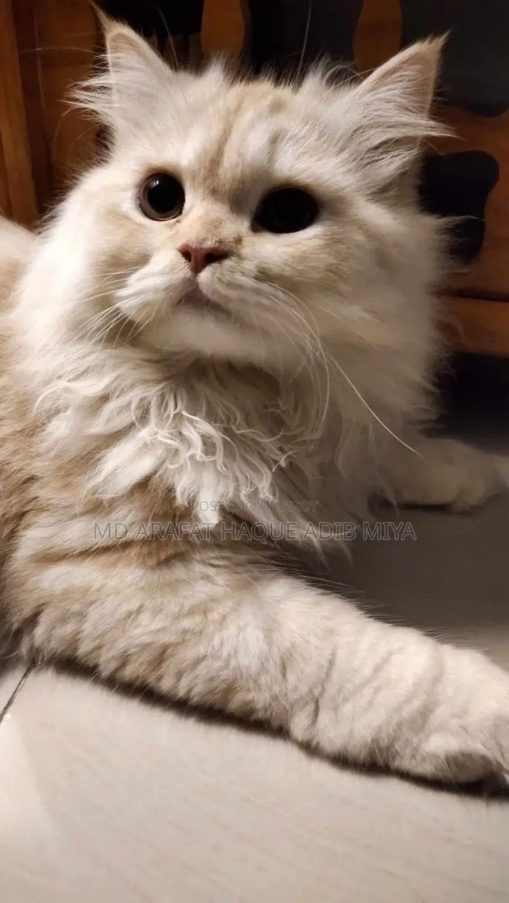 3-6 months Male Purebred Persian