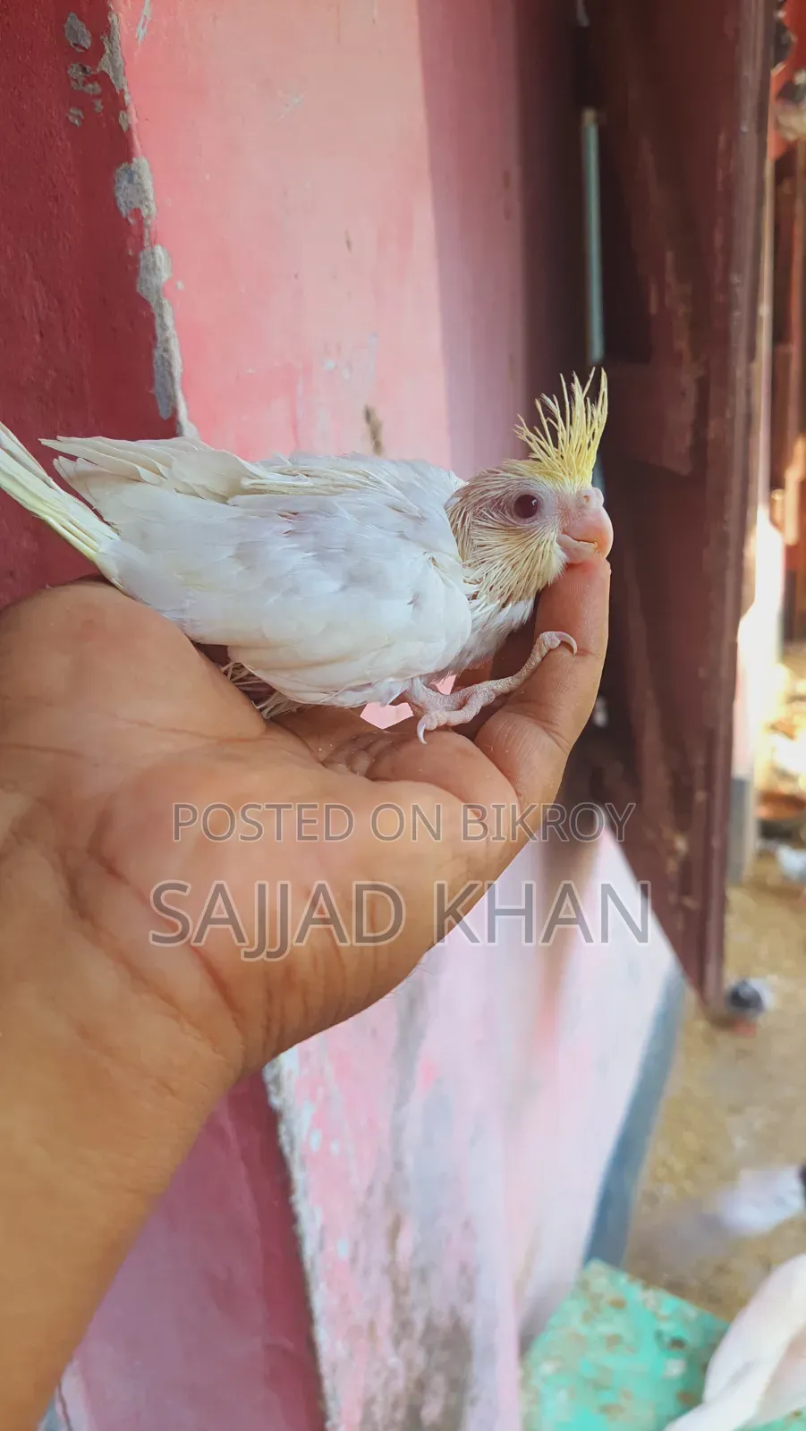 Cockatiel Baby