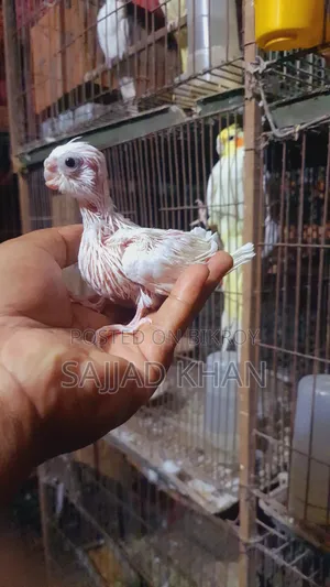 Cockatiel Baby
