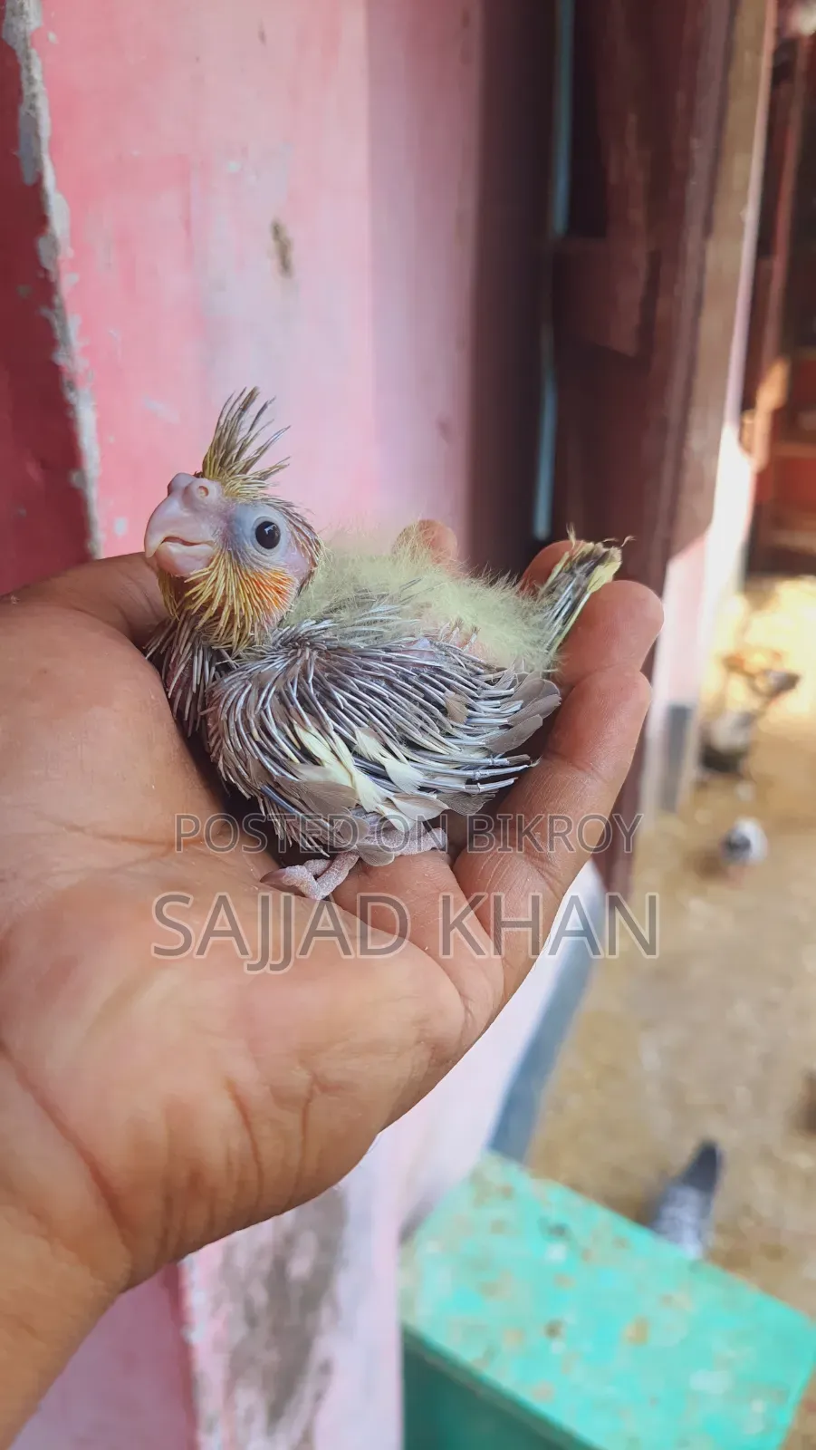 Cockatiel Baby