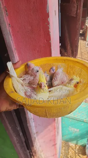 Cockatiel Baby