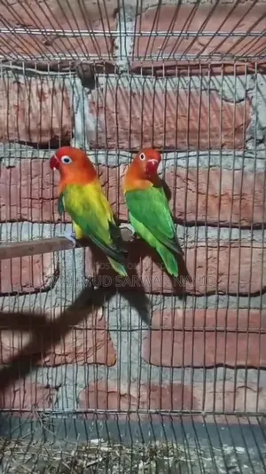 Green Fischer Opaline Lovebird (Master Pair)