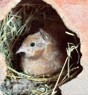King Quail with Chicks and Eggs for Sale