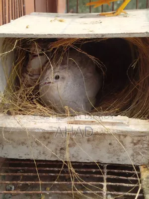 King Quail with Chicks and Eggs for Sale