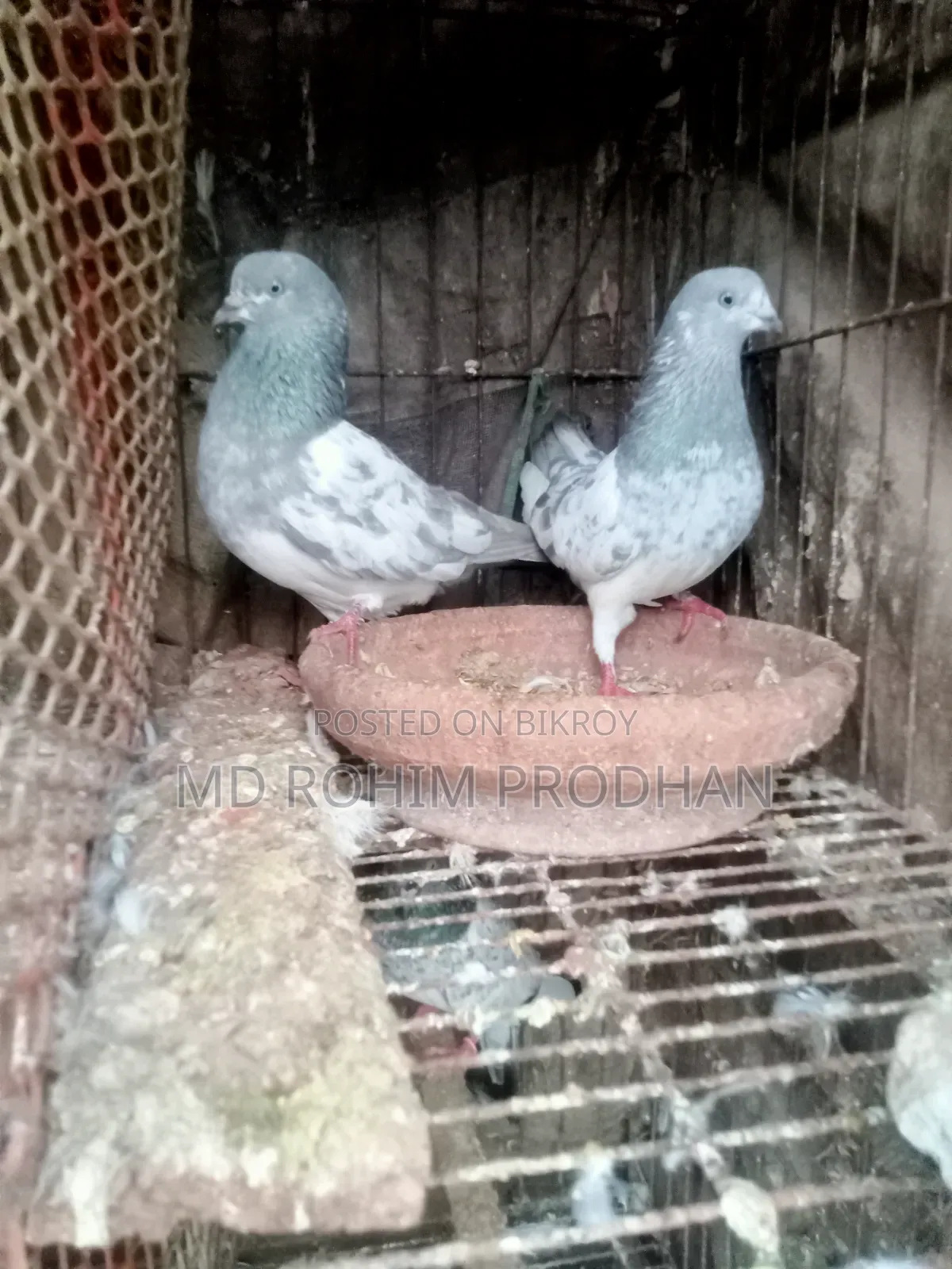 এক প্রিয়ার খাকি কবুতর বিক্রি করা হবে