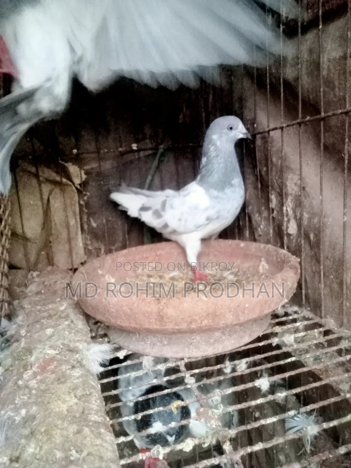 এক প্রিয়ার খাকি কবুতর বিক্রি করা হবে