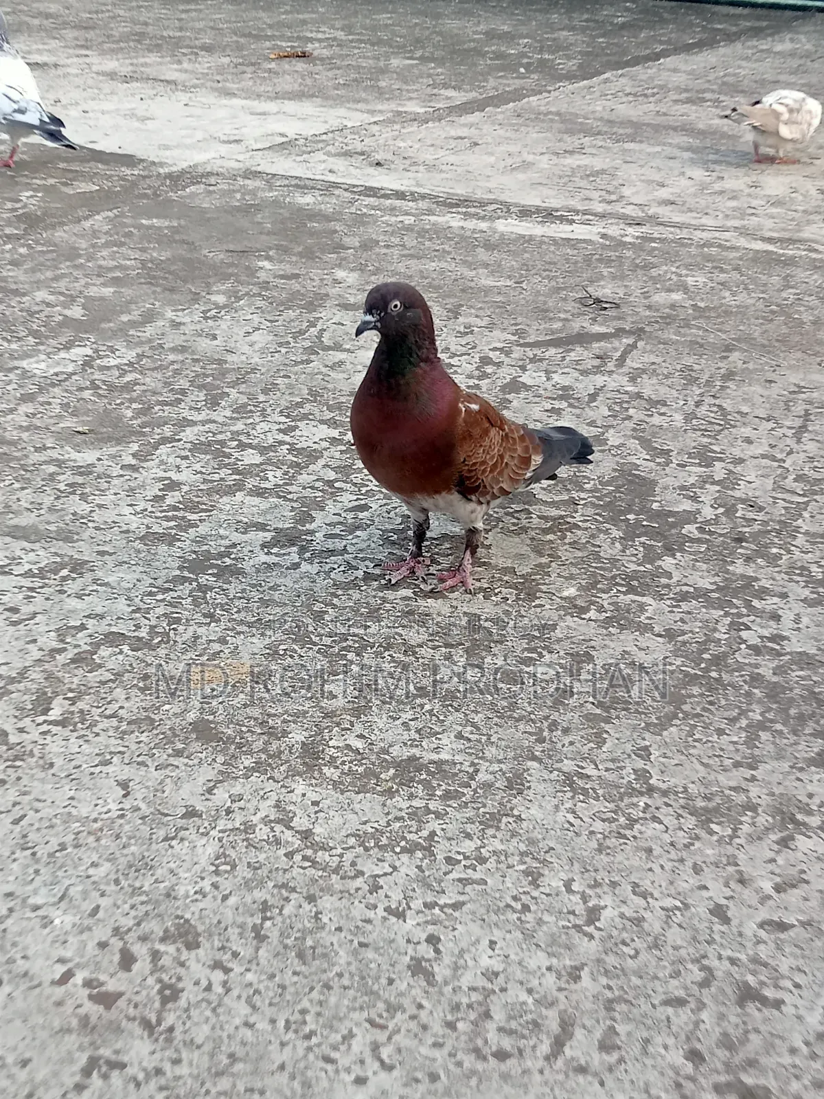 এক প্রিয়ার খাকি কবুতর বিক্রি করা হবে