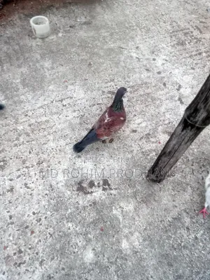 এক প্রিয়ার খাকি কবুতর বিক্রি করা হবে