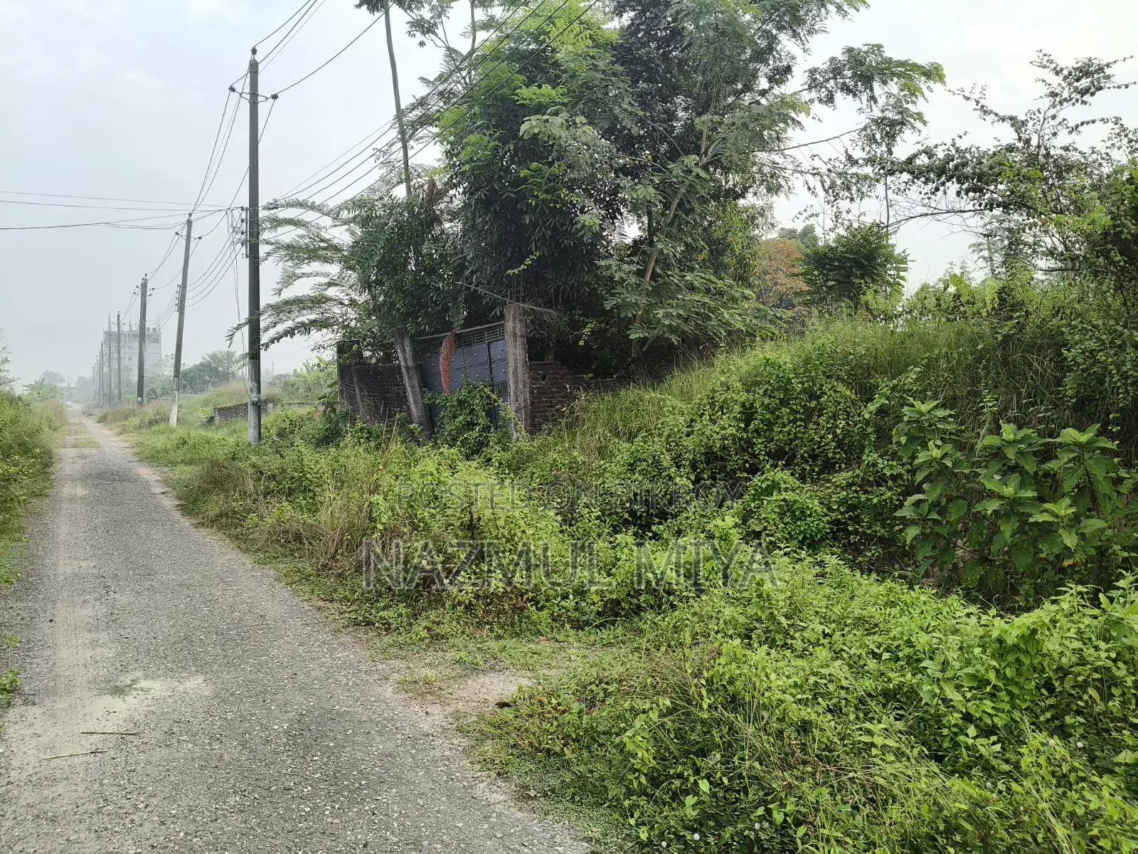 এমডি নাজমুল মিয়া