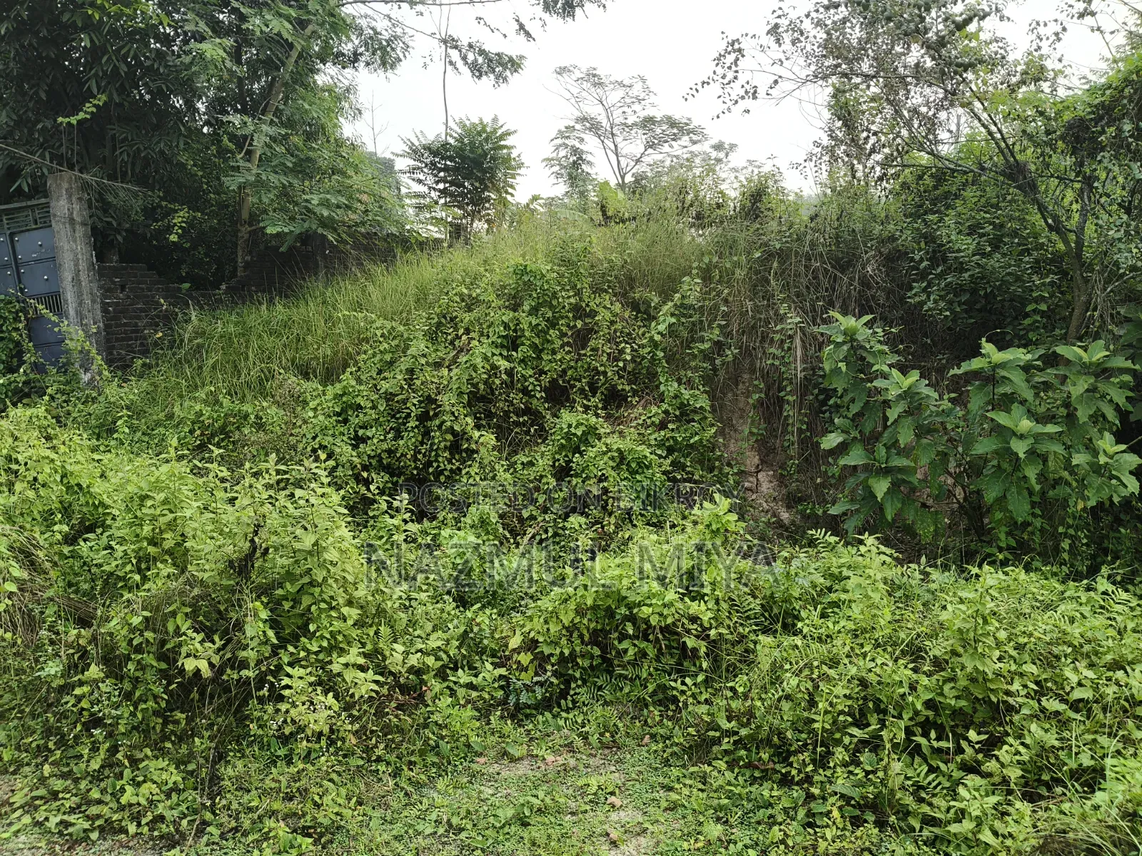 এমডি নাজমুল মিয়া