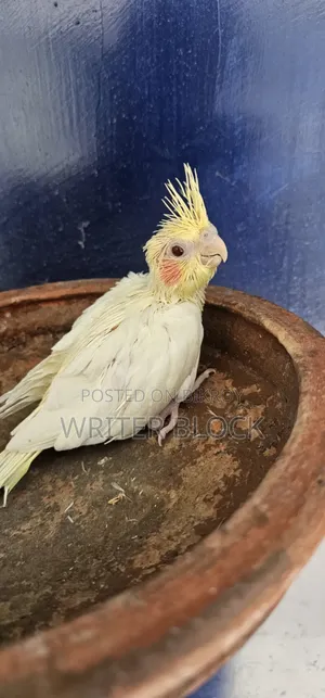 Lutino Parl Red Eye Cockatiel Baby
