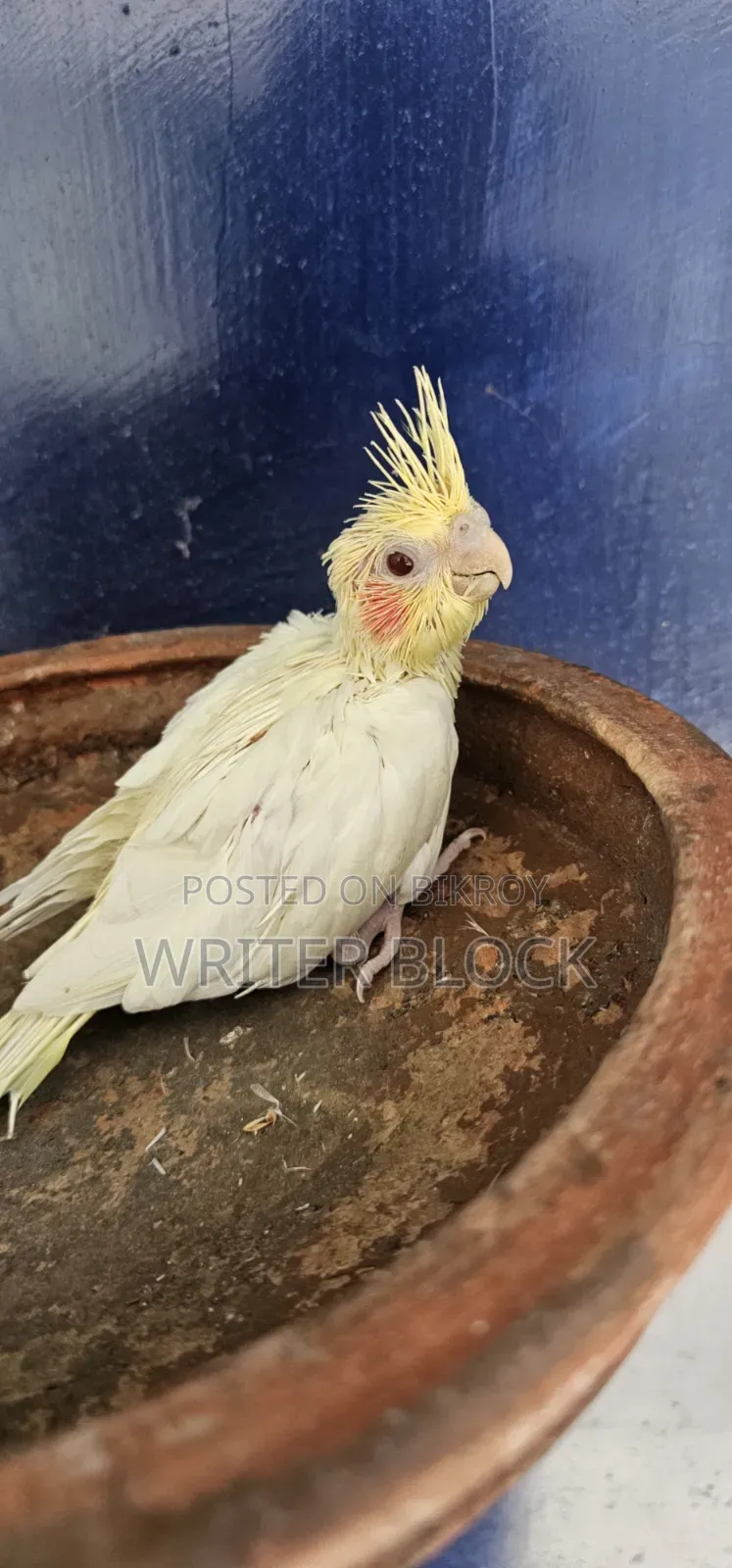 Lutino Parl Red Eye Cockatiel Baby