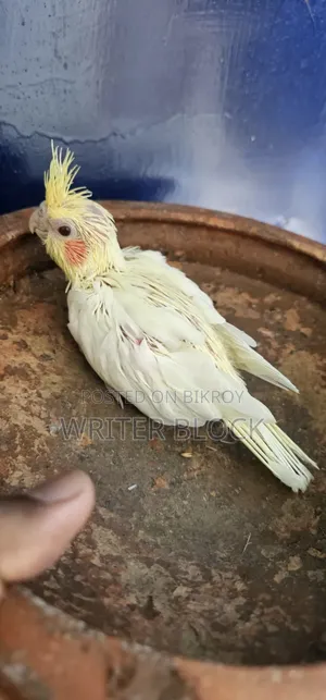 Lutino Parl Red Eye Cockatiel Baby