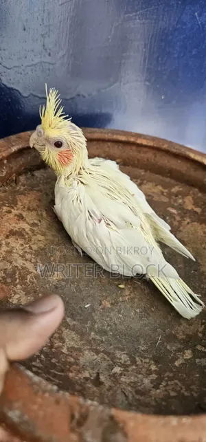 Lutino Parl Red Eye Cockatiel Baby