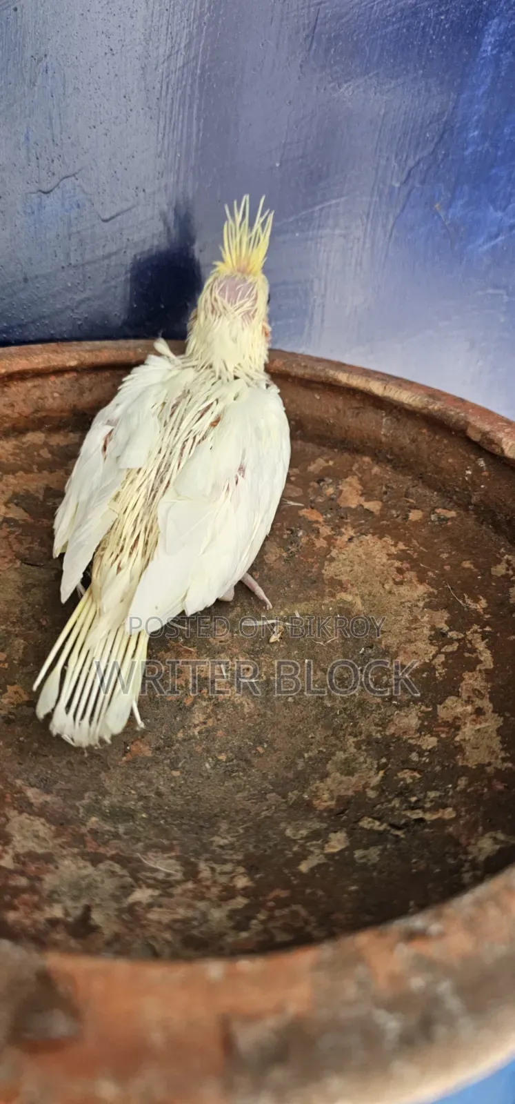 Lutino Parl Red Eye Cockatiel Baby