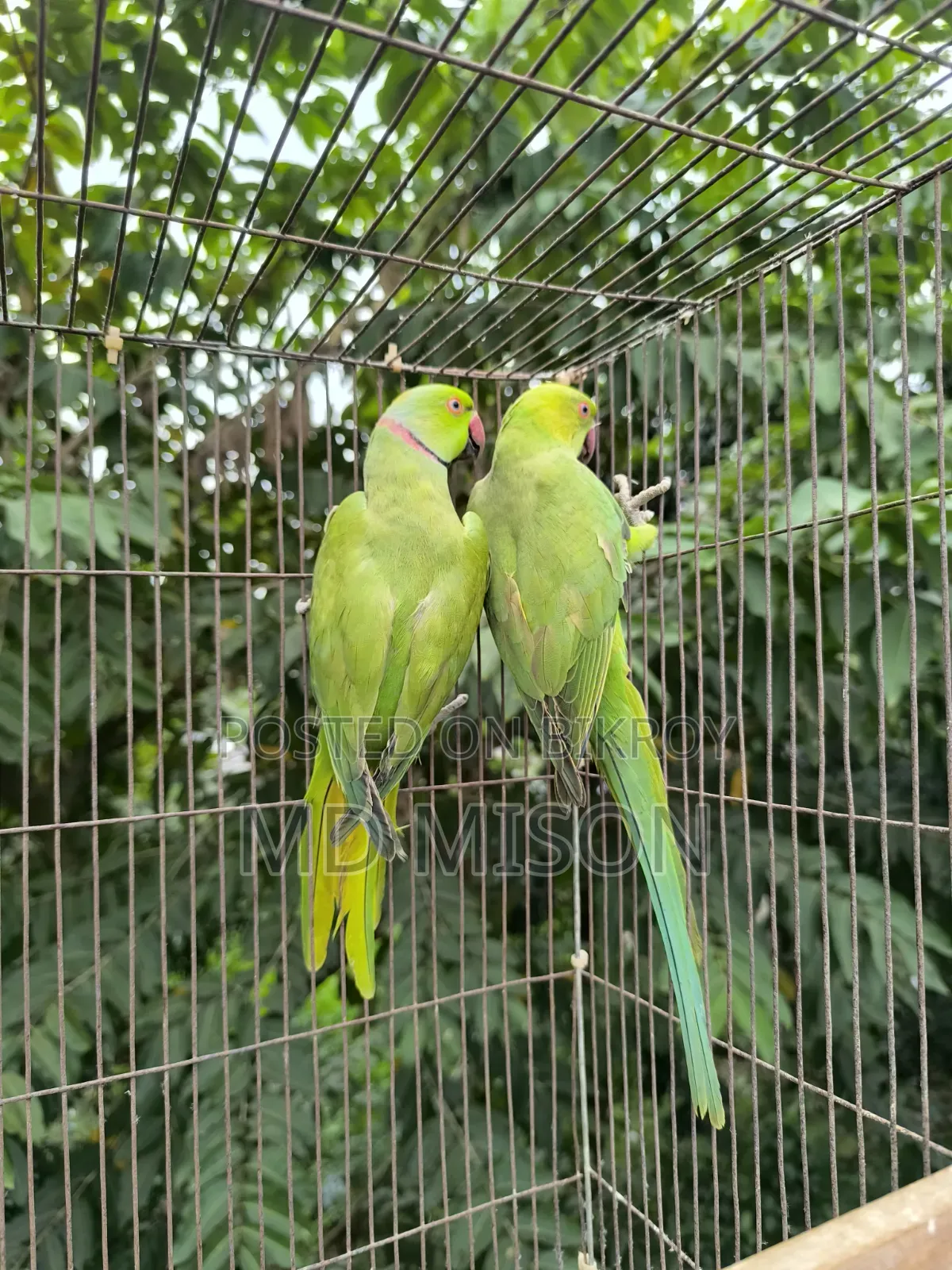 A pair of parrots for sale 🐦🐦