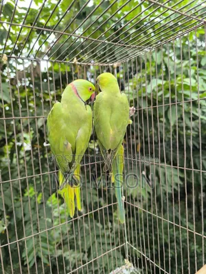 A pair of parrots for sale 🐦🐦