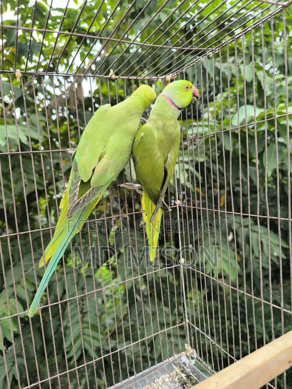 A pair of parrots for sale 🐦🐦