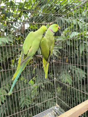 A pair of parrots for sale 🐦🐦