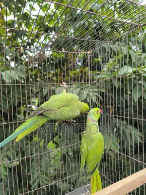 A pair of parrots for sale 🐦🐦
