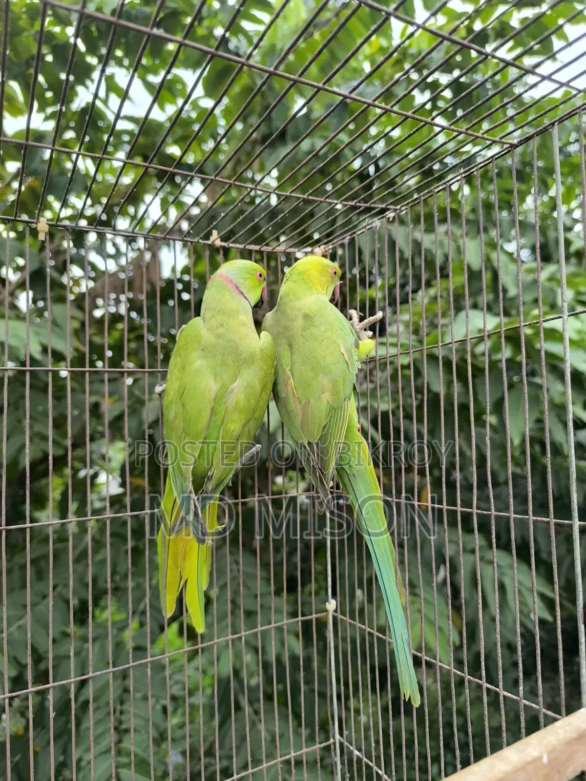 A pair of parrots for sale 🐦🐦