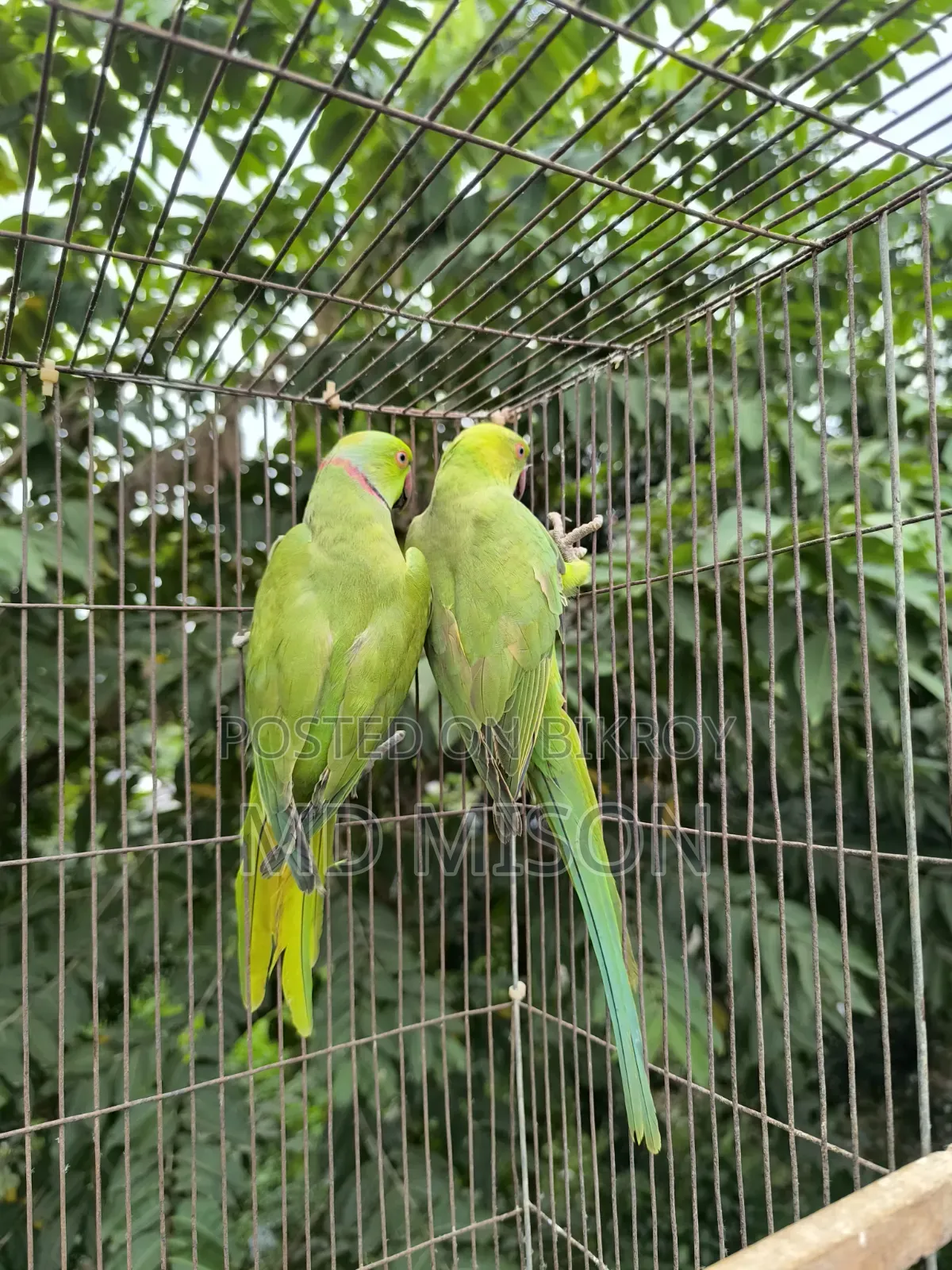 A pair of parrots for sale 🐦🐦