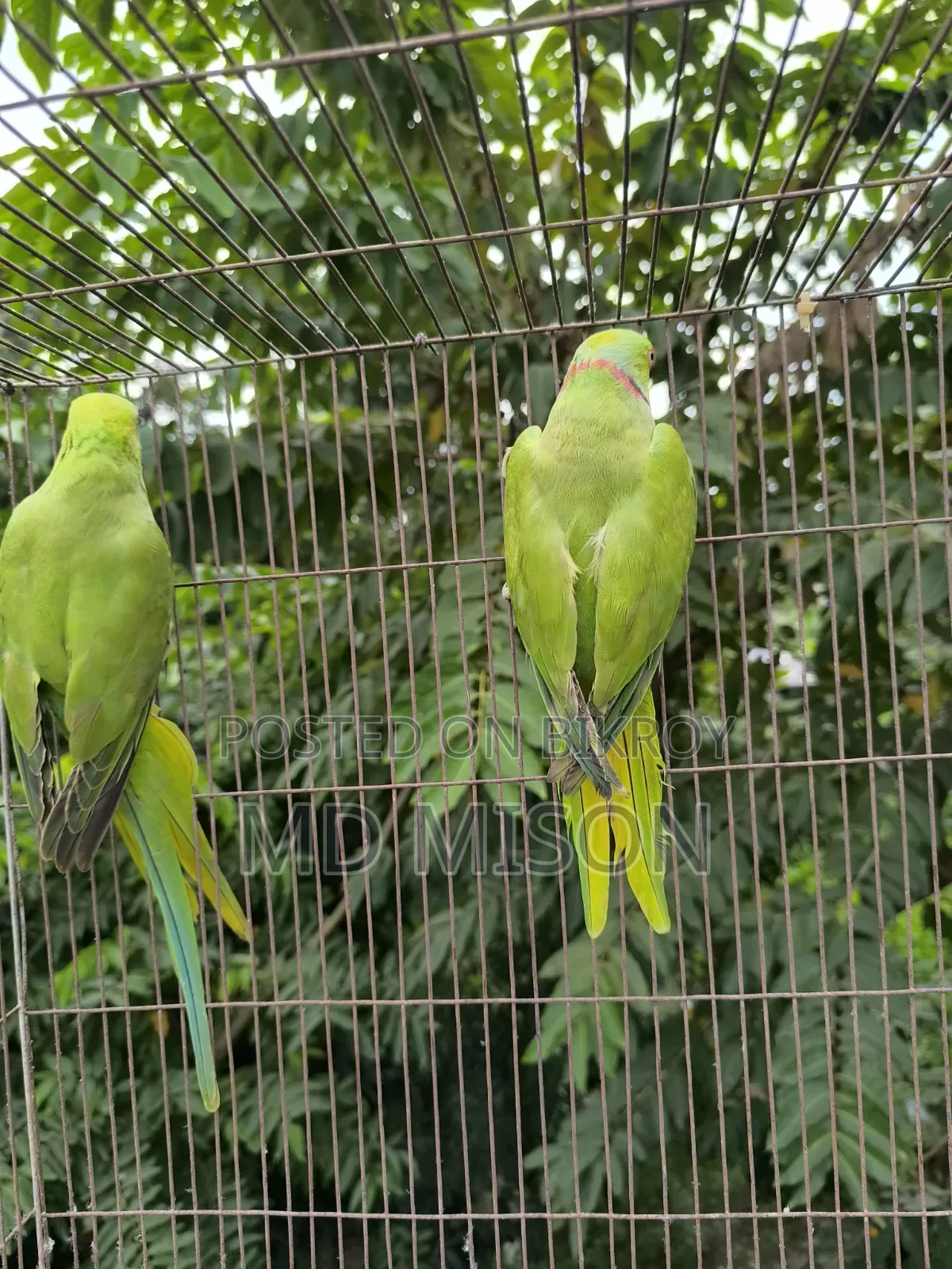 A pair of parrots for sale 🐦🐦