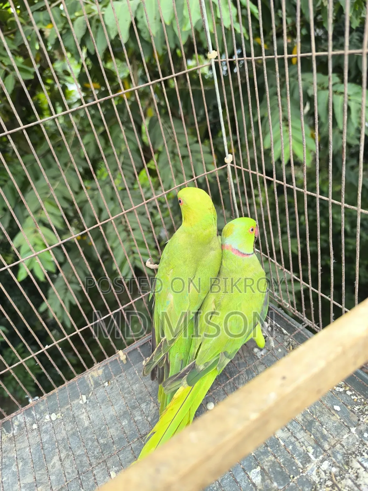 A pair of parrots for sale 🐦🐦