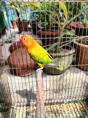 Active Female Green Euwing Opaline Lovebirds