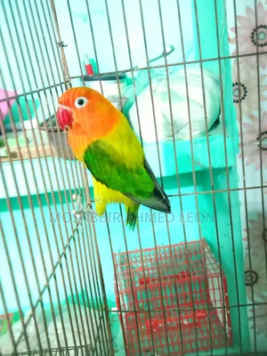 Active Female Green Euwing Opaline Lovebirds